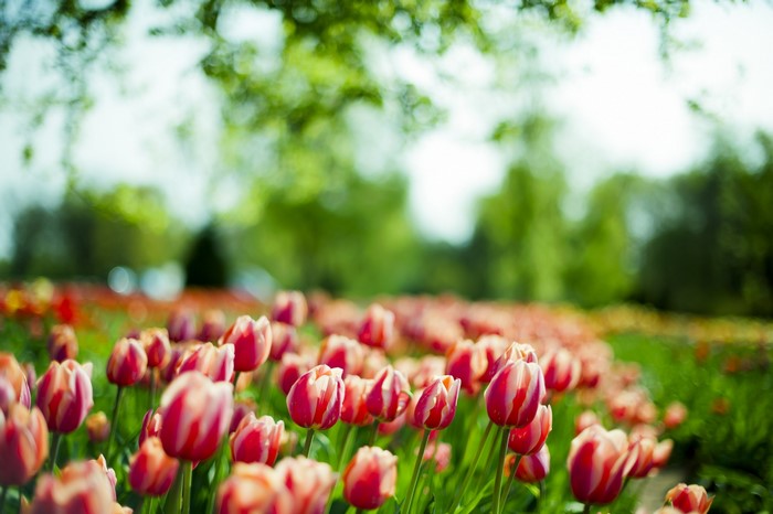 Field of Red and White Tulips in Spring