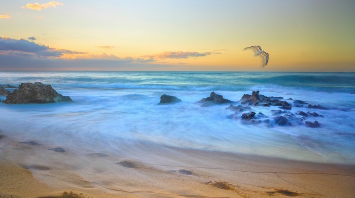 Seagull flying over ocean waves at sunset