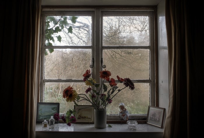 Gerberas in a vase on a windowsill overlooking woods