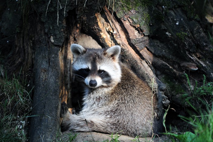 Raccoon in a Tree Hollow