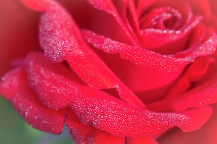 Close-up of a red rose with dew drops
