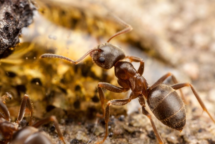 Macro shot of an ant