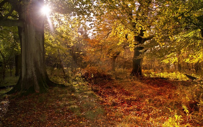 Autumn forest with sunbeams filtering through trees