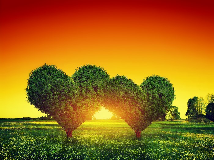 Heart-shaped trees in a field at sunset