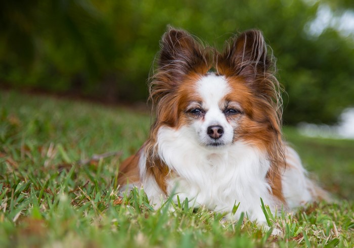 4K Papillon Dog Lying on Grass