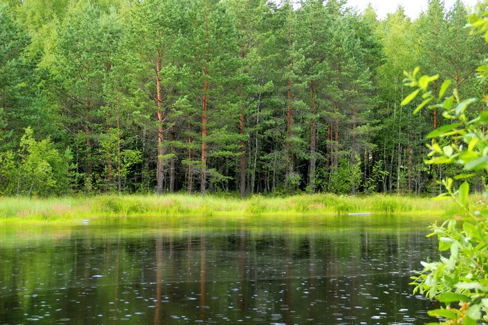 Forest and River in Russia