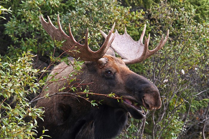 Moose with large antlers eating leaves