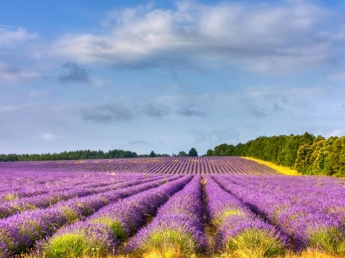 Fields, Lavandula, Sky, Scenery, Provence, HD Wallpaper | Rare Gallery