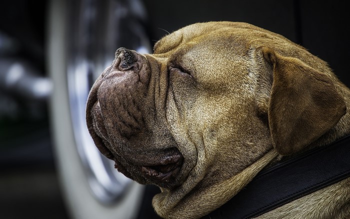 Close-up of a sleeping Mastiff dog