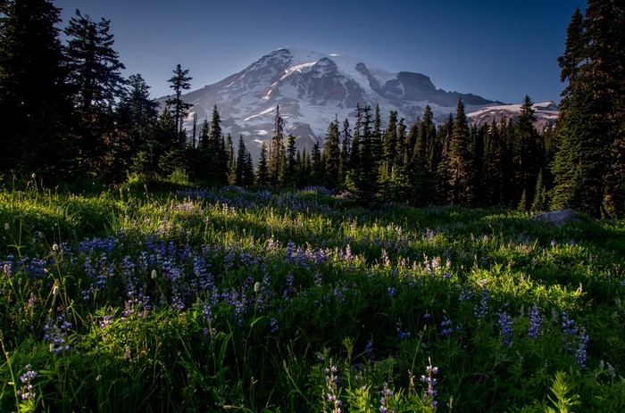 Mount Rainier with Wildflowers and Forest
