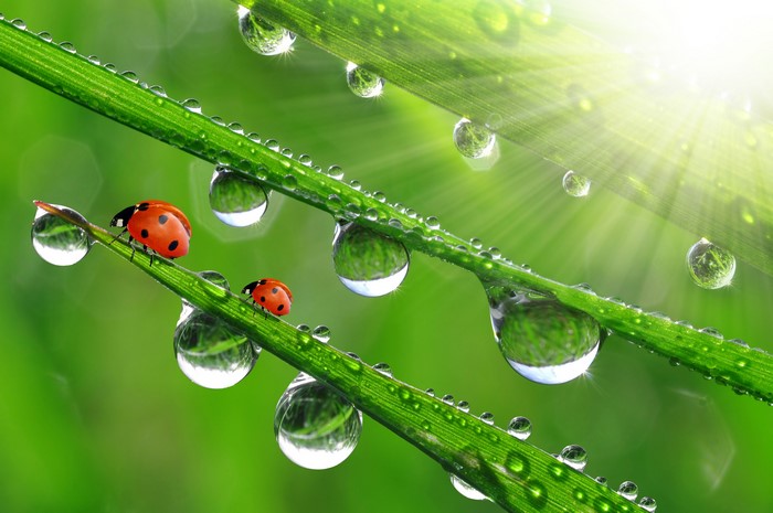 Two ladybugs on wet grass blades with sun rays