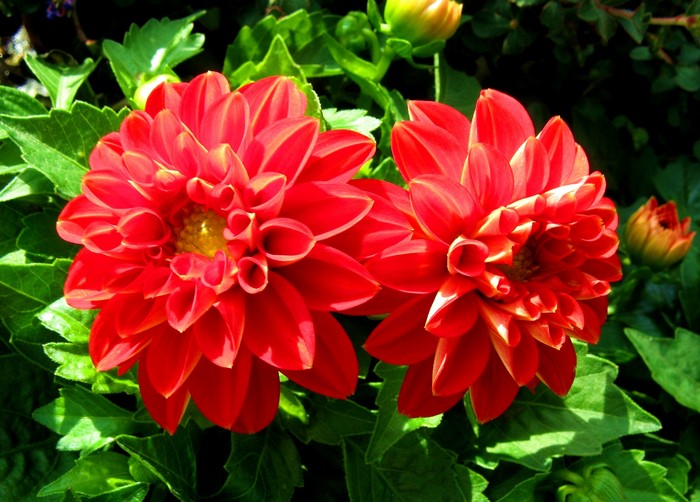Two Red Dahlias in Green Foliage