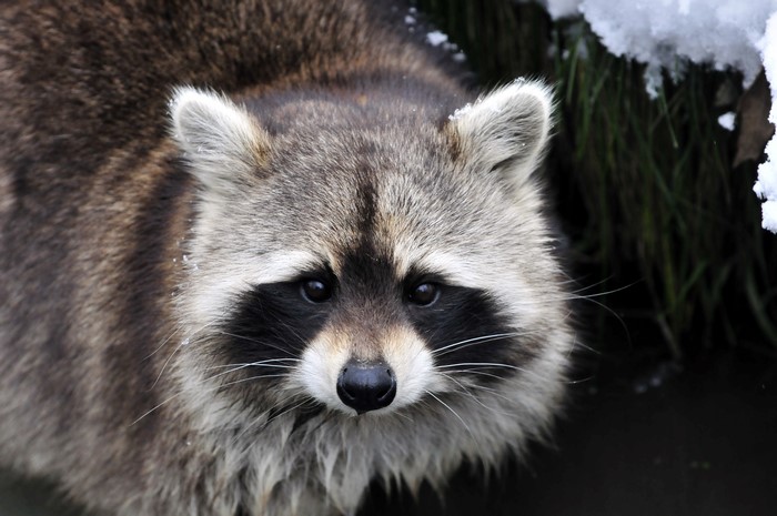 Raccoon in the Snow