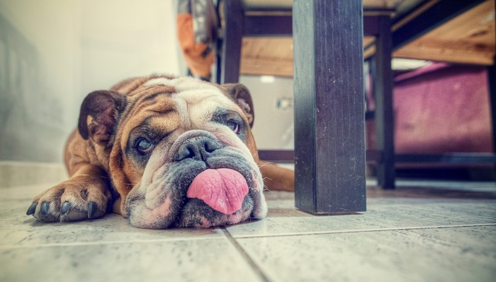 English Bulldog lying on the floor with tongue out