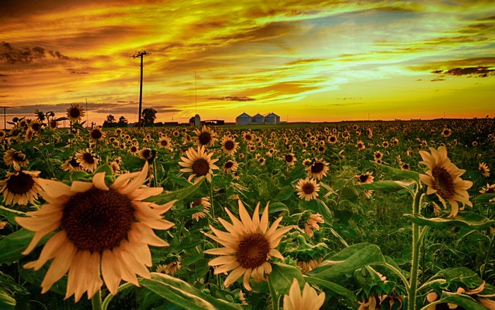 Field of Sunflowers at Sunset