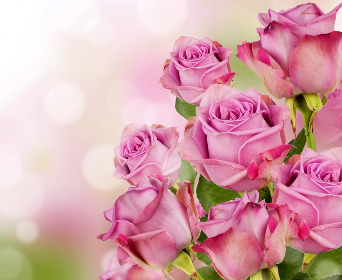 Pink Roses Closeup