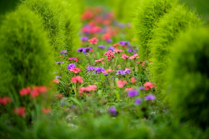 A garden path with pink and purple flowers between green bushes