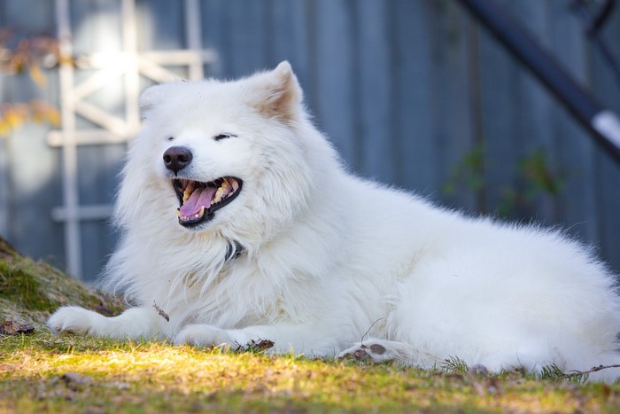 A fluffy white Samoyed dog lying on grass