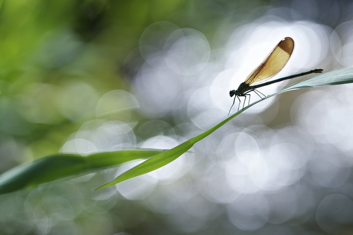 Dragonfly perched on a blade of grass
