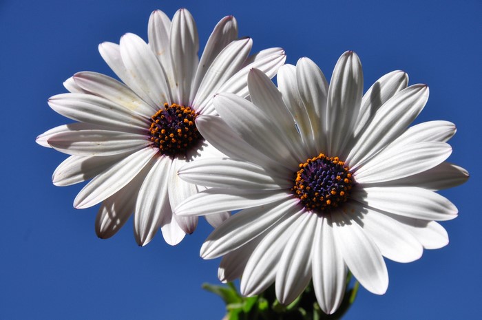 Two white daisies against a blue sky