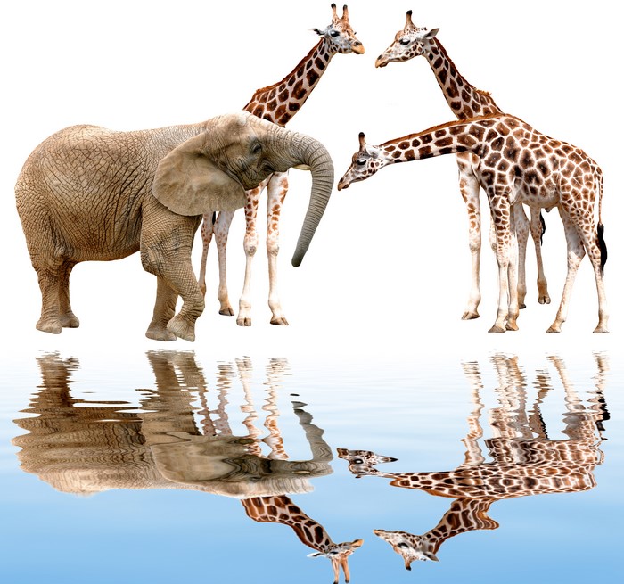 Elephant and Giraffes with Reflections in Water