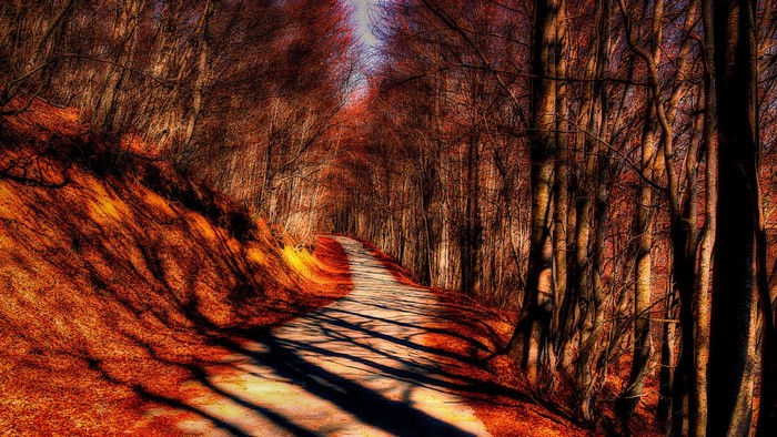 Autumn forest road with fallen leaves