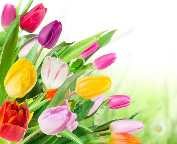 4K Tulips Closeup