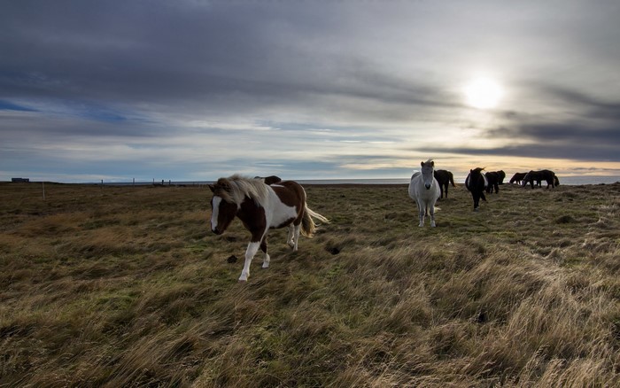 Horses grazing in a field under a cloudy sky