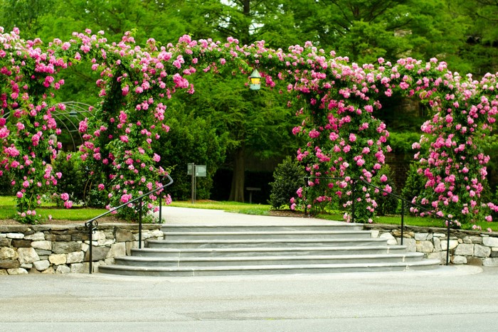 Rose Archway and Stone Stairs at Longwood Gardens
