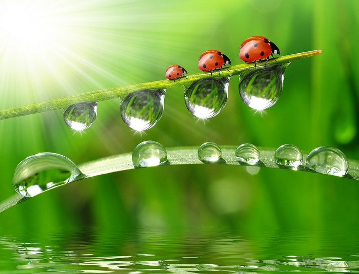 Ladybugs on a blade of grass with water drops