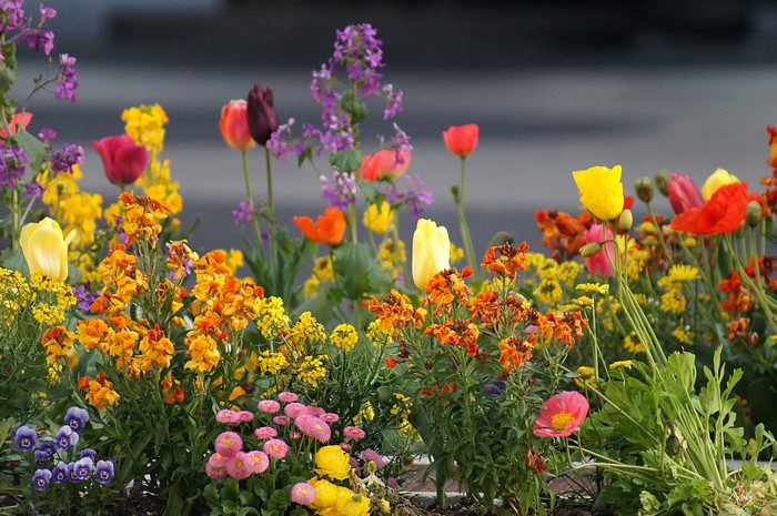 Colorful spring flowers including tulips, poppies, and daisies