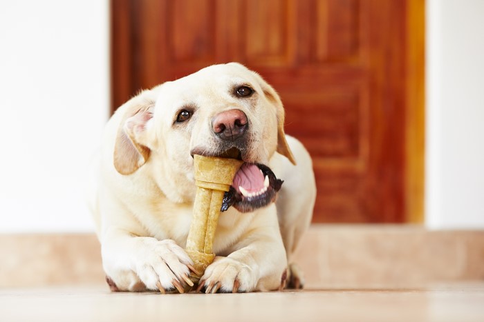 Labrador Retriever chewing a bone