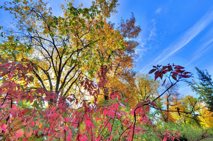 Autumn trees with colorful leaves against blue sky