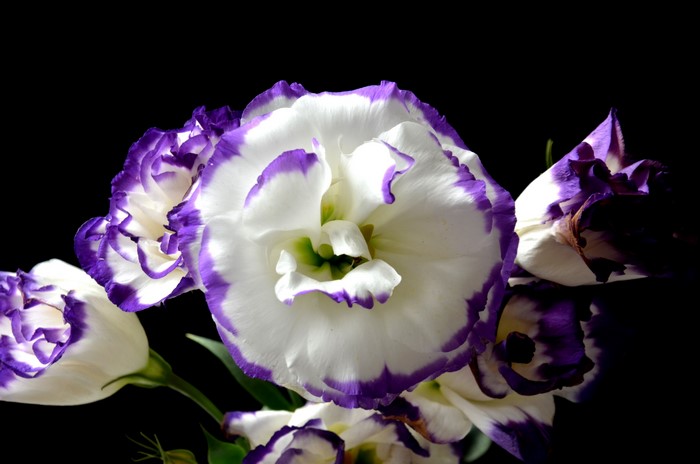 4K Closeup of White and Purple Eustoma Flowers