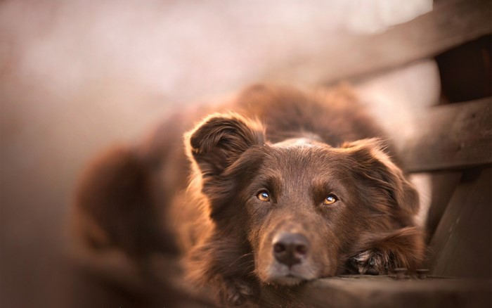 Brown dog lying on a wooden bench