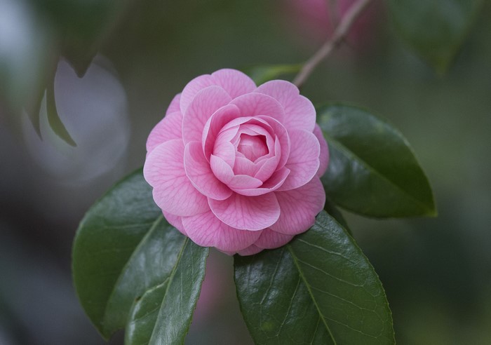 Pink Camellia flower with green leaves