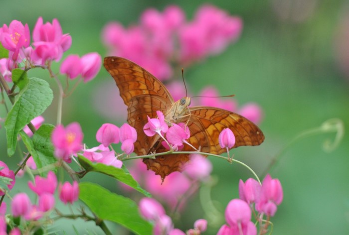 Brown butterfly on pink flowers