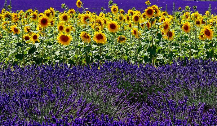 Field of Sunflowers and Lavender