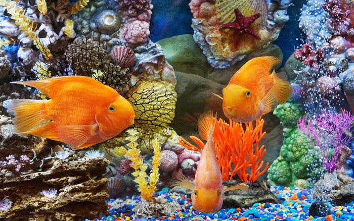 Three Blood Parrot Cichlid fish in a decorated aquarium