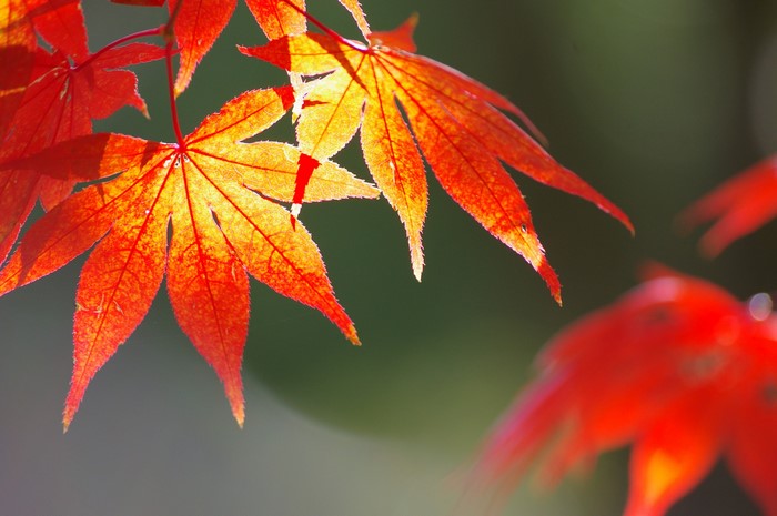 Close-up of bright red maple leaves in autumn sunlight