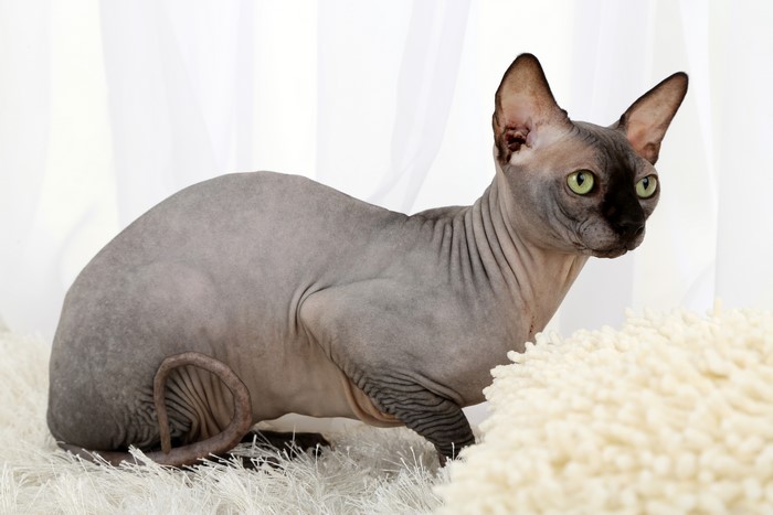 Sphynx cat with green eyes on a white rug