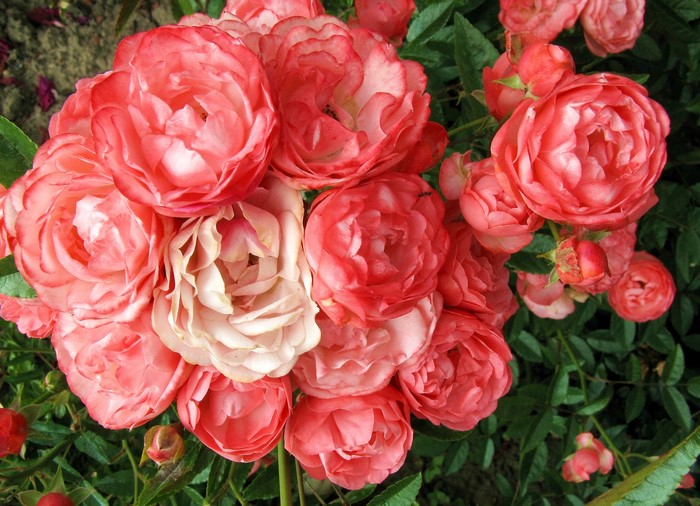 Close-up of a cluster of pink and coral roses