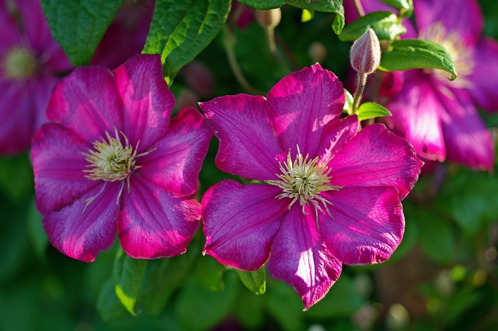 Two vibrant pink Clematis flowers in bloom