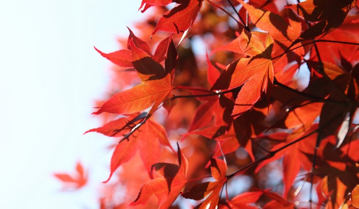 Red Maple Leaves in Sunlight
