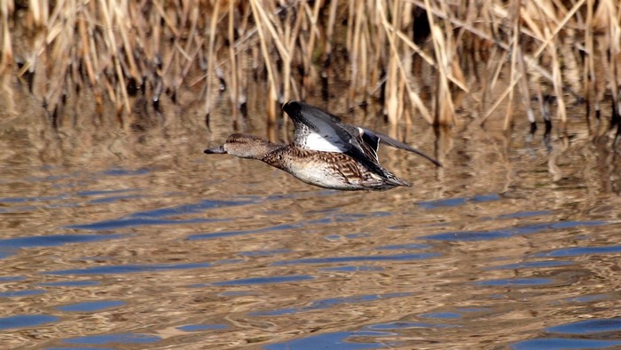 Duck in flight over water near reeds