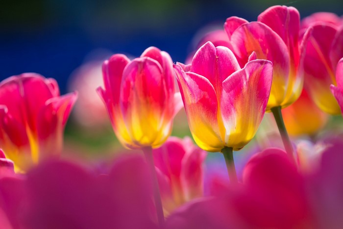 Close-up of pink and yellow tulips
