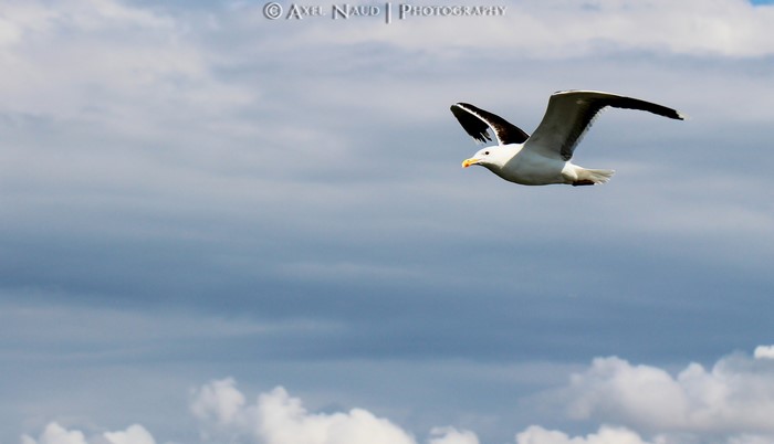 Seagull in flight against a cloudy sky