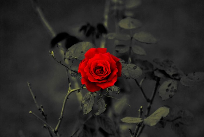 A single red rose in focus