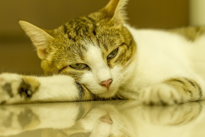 Cat lying down and looking to the side