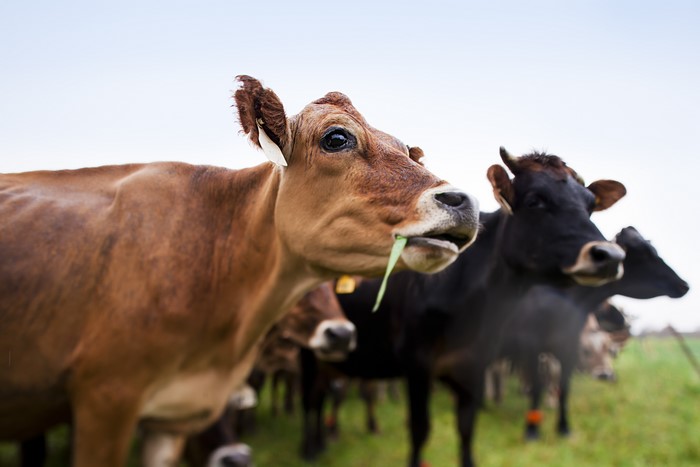 Cows grazing in a field